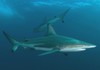 plongée requins afrique du sud Umkomaas