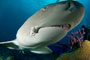 Voyage plongée bahamas requins tigres