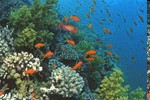 plongée mer rouge marsa nakari