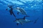voyage plongée mer rouge dauphins