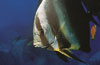 croisière plongée sous marine aux seychelles