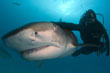 plongée requin bahamas