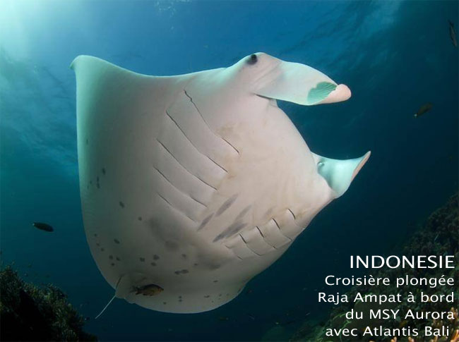 Croisière plongée Raja Ampat indonésie