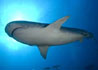 croisère plongée philippines requins