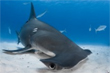 safari photo et plongée sous marine requins aux Bahamas