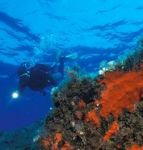 plongée mer rouge