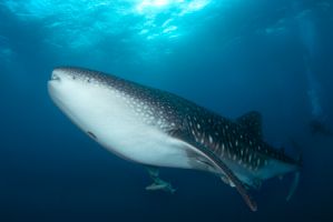 requin baleine plongée costa rica