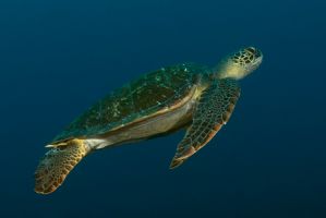 tortue plongée sous marine