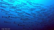 barracudas plongée soudant