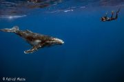 voyage plongée sous-marine tonga