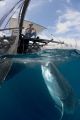 photo requin baleine indonésie