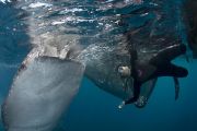 photo requin baleine plongée indonésie