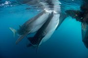 snorkeling requin baleine indonésie