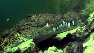 plongée sous-marine crocodiles