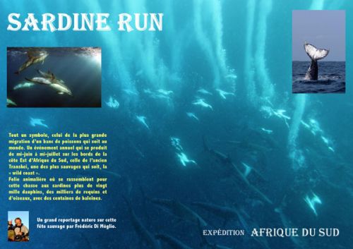 plongée sardine run