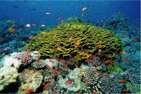 réchauffement des eaux et mortalité coraux