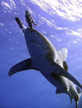 requin oceanique plongée egypte