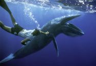 plongée baleine polynesie