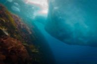 plongée sous marine antarctique