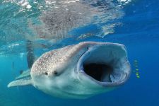 nager avec le requin baleine mer rouge