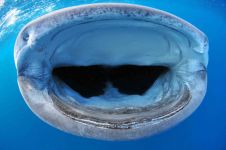 bouche du requin baleine