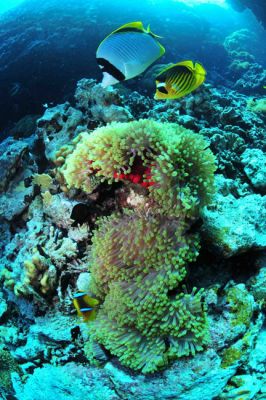 corail egypte mer rouge