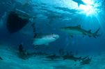 plongée bahamas requins tigres