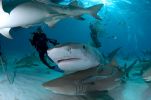 croisière plongée bahamas requins