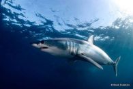plongée requin blanc