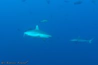 plongée avec requins aux maldives