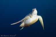 tortue marine en plongée aux maldives