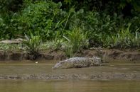 crocodile en malaisie