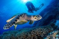 tortue plongée philippines