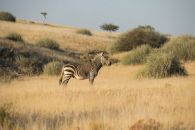 réserve animaux namibie