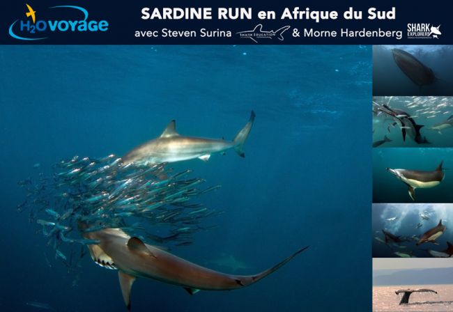 plongée requins sardine run Afrique du Sud 2016
