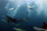 dauphins sardine run