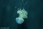 prévention piqure méduse