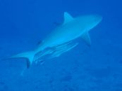 requin océan indien maldives