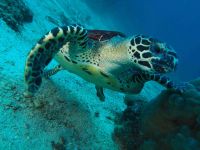 tortue en plongée thailande
