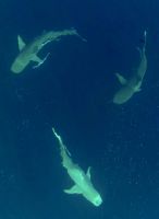 requin plongée papouasie