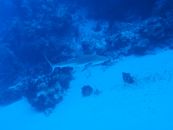 requin en plongée Bahamas