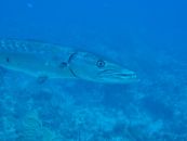 barracuda plongée bahamas